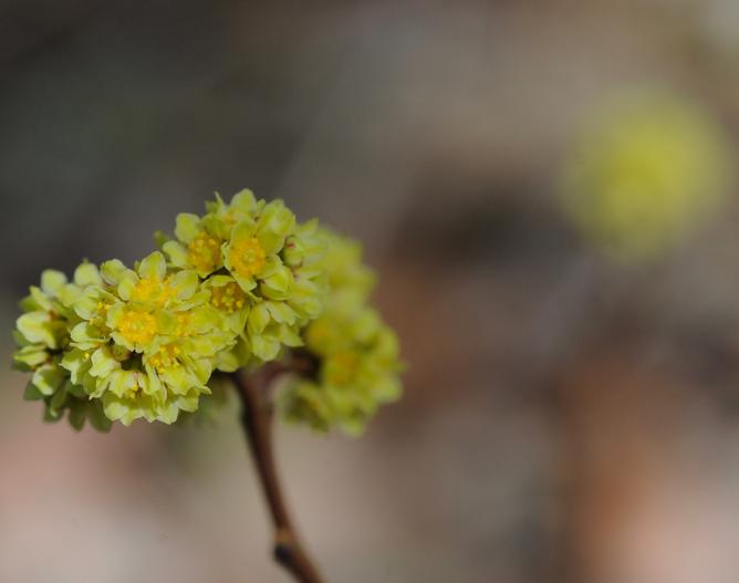 Rhus aromatica var. serotina image