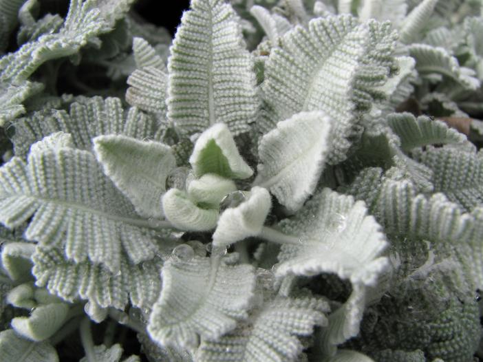 Tanacetum haradjanii image