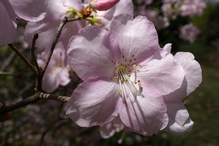 Rhododendron schlippenbachii image