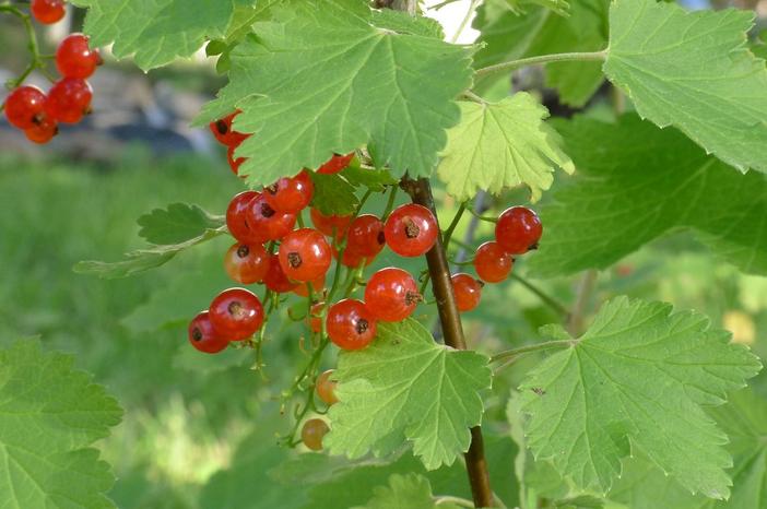 Ribes rubrum image