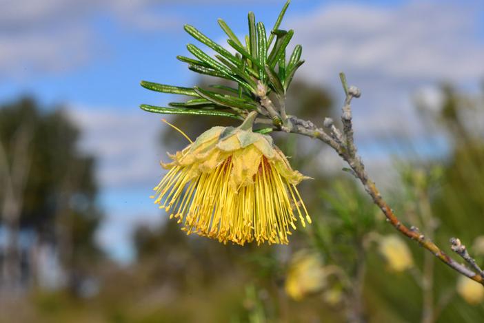 Diplolaena angustifolia image