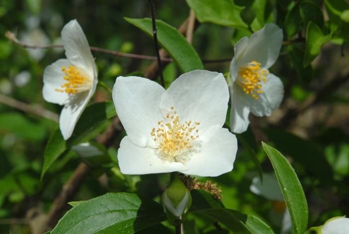 Philadelphus inodorus image