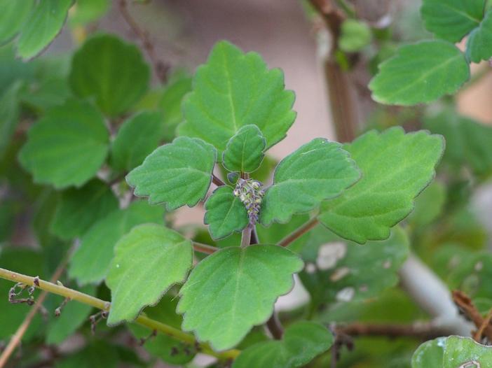 Plectranthus ernstii image