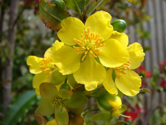 Ochna serrulata image