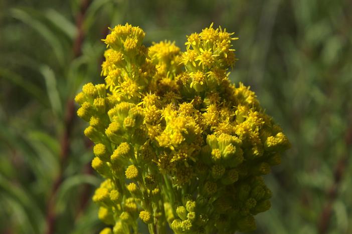 Solidago confinis image