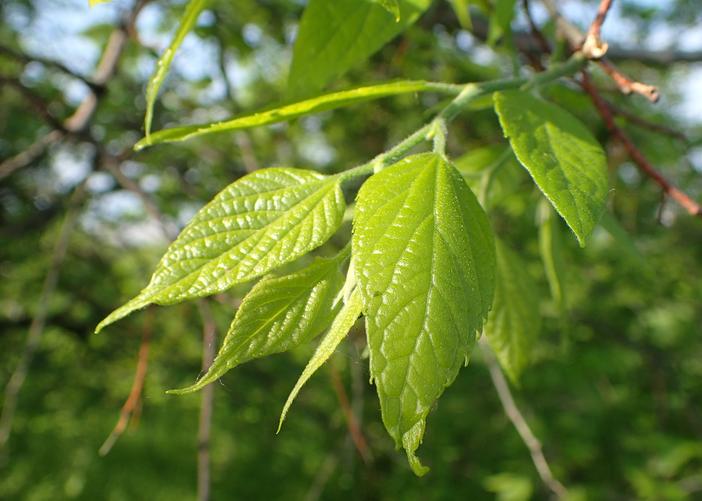 Celtis bungeana image