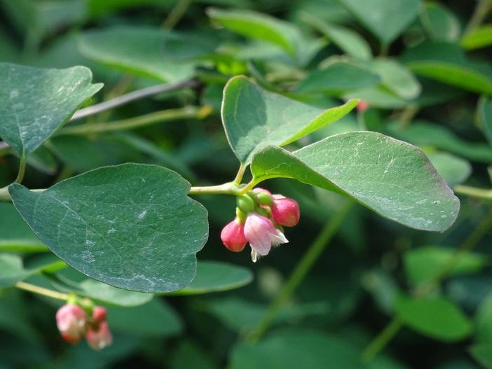 Symphoricarpos mollis image