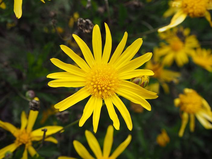 Euryops chrysanthemoides image
