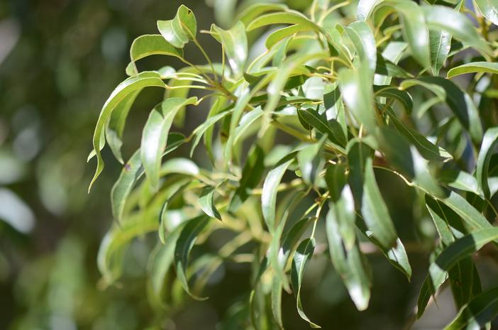 Brachychiton rupestris image