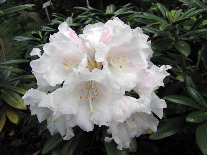 Rhododendron yakushimanum image