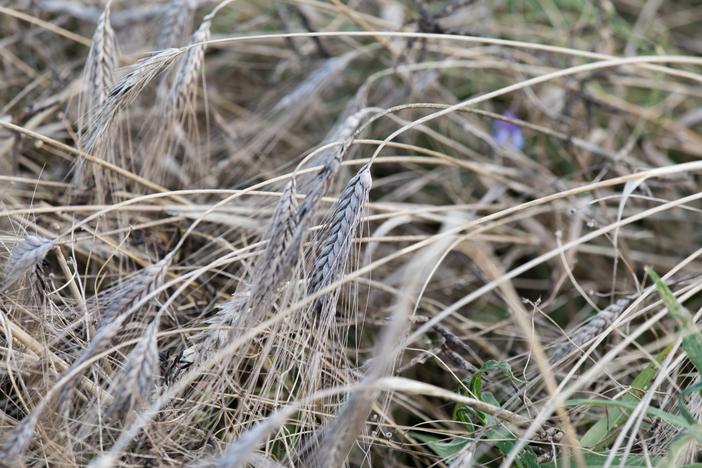 Triticum turgidum subsp. dicoccum image