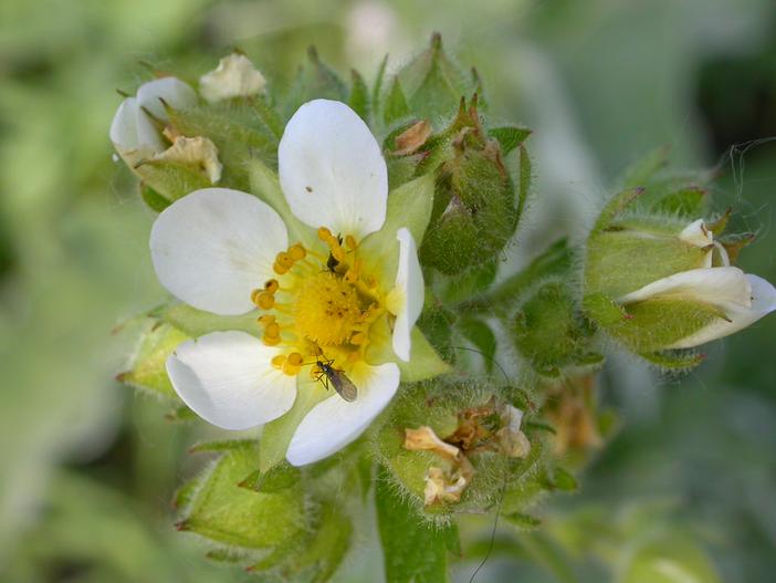 Drymocallis glandulosa var. glandulosa image