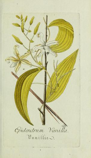 Vanilla mexicana image