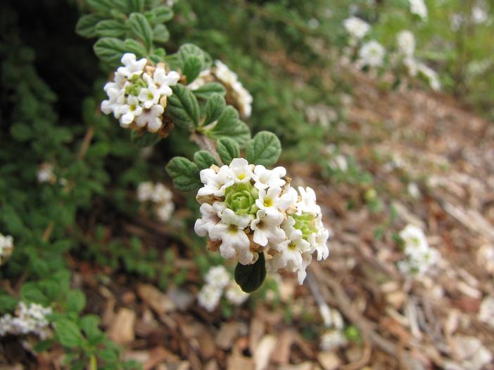 Lippia micromera image