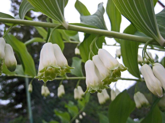 Polygonatum hybridum image