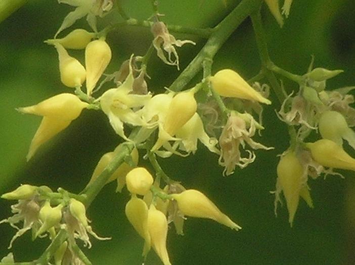 Hevea brasiliensis image