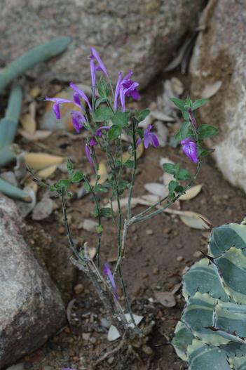 Justicia sonorae image