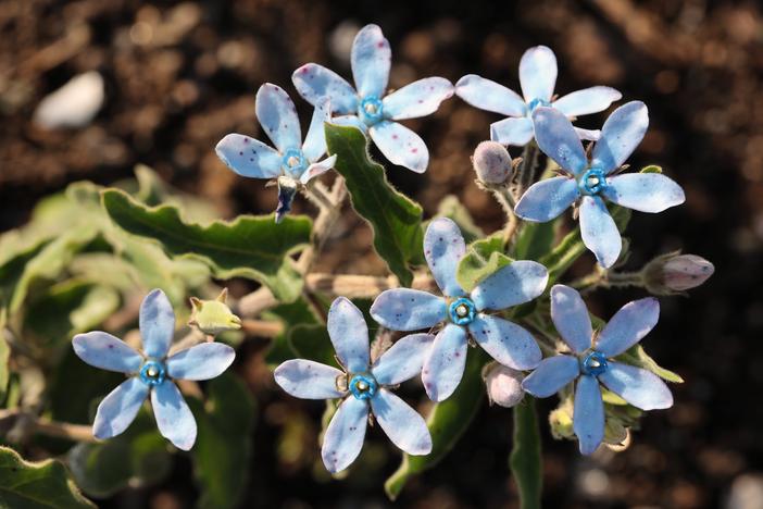 Oxypetalum coeruleum image