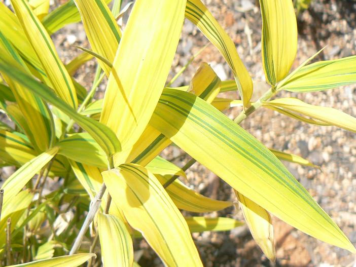 Pleioblastus viridistriatus image