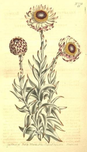 Syncarpha variegata image