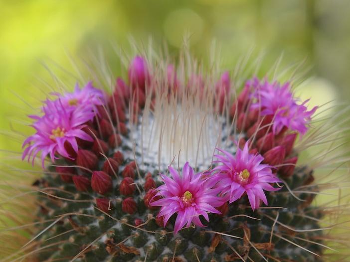 Mammillaria geminispina image