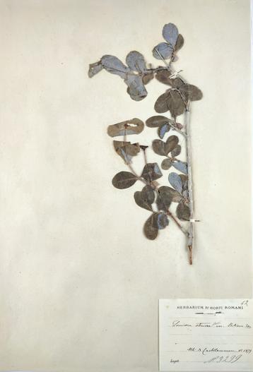 Lonicera stabiana image