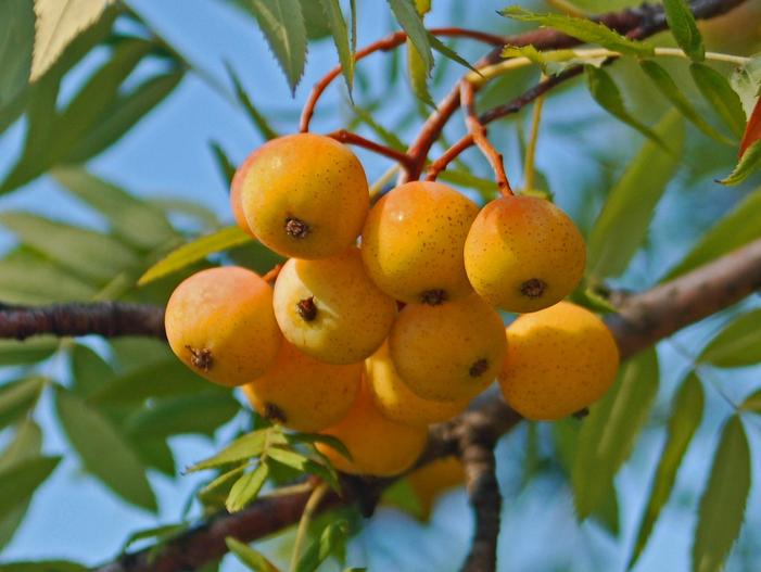 Sorbus domestica image