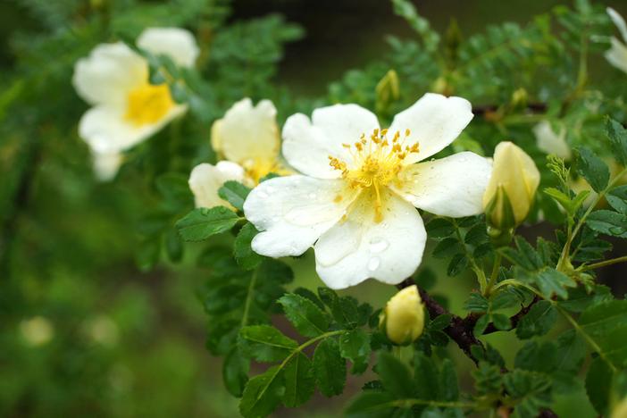 Rosa primula image