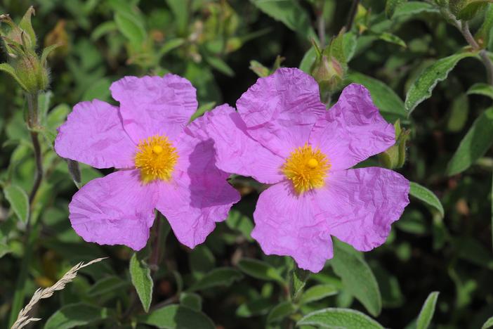 Cistus ×incanus image