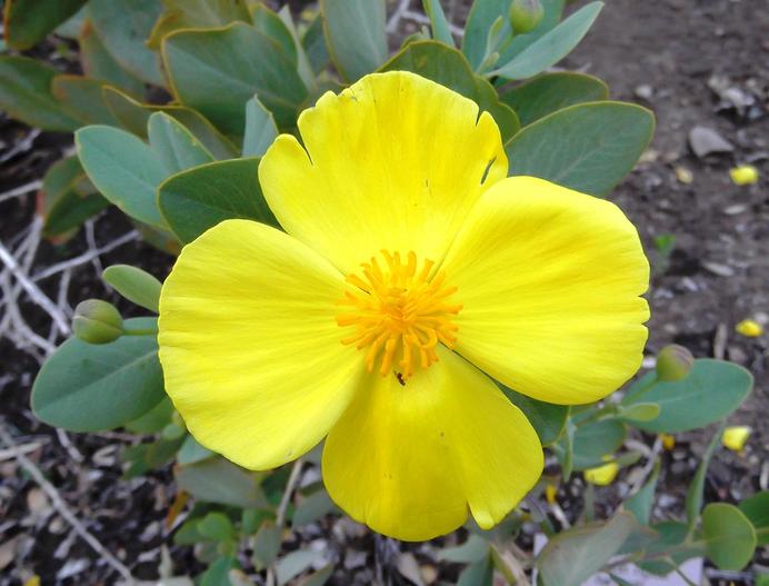 Dendromecon harfordii image