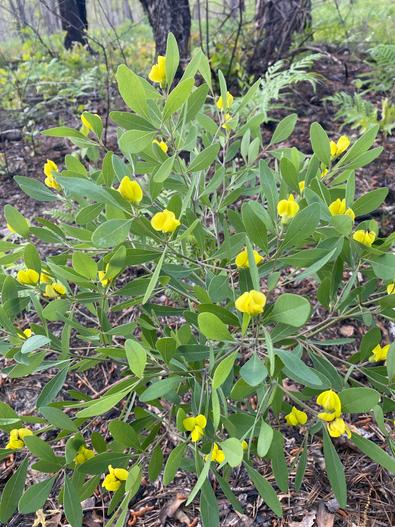 Baptisia lanceolata image