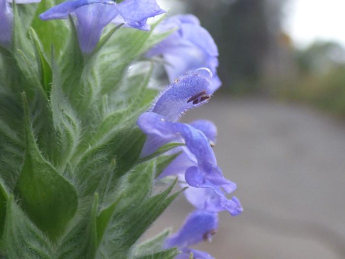Salvia hispanica image