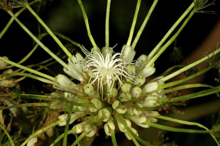 Albizia adianthifolia image