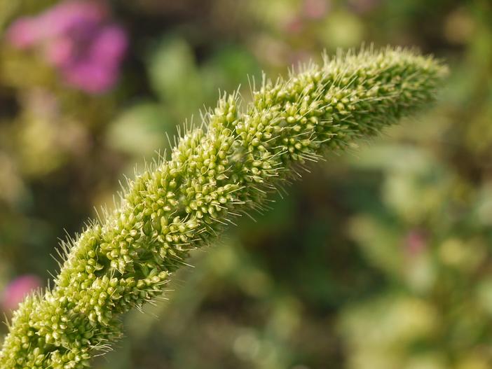 Setaria italica image