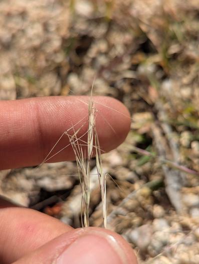 Aristida glabrata image