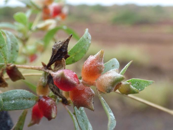 Atriplex semibaccata image
