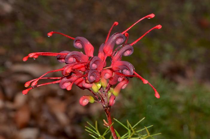Grevillea wilsonii image