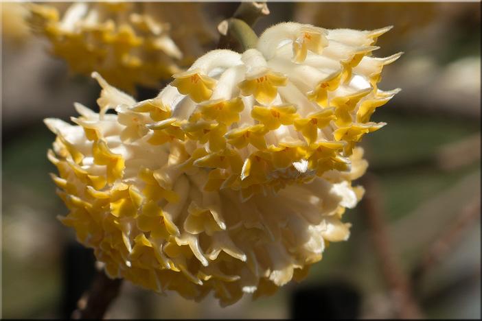 Edgeworthia chrysantha image