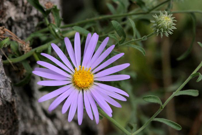 Dieteria asteroides image