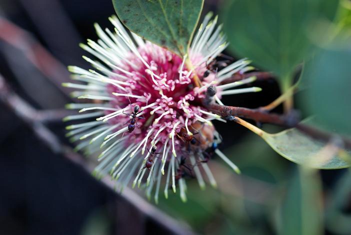 Hakea petiolaris image