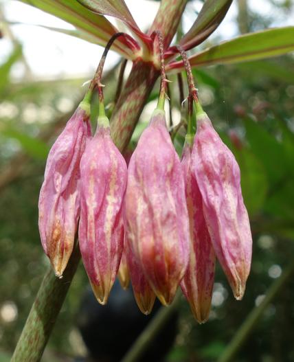 Polygonatum kingianum image