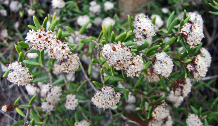 Spyridium scortechinii image