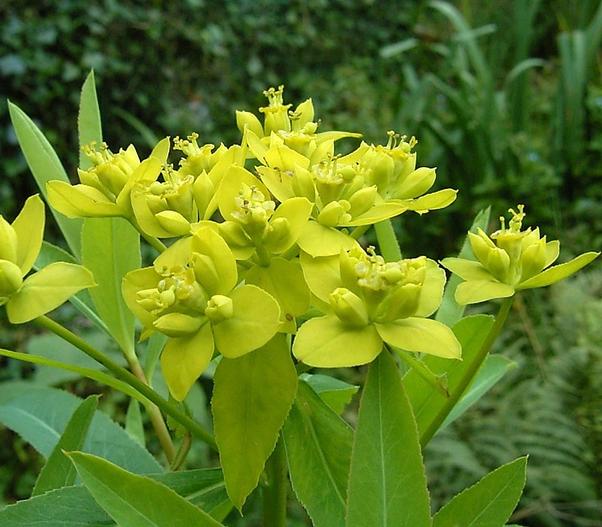 Euphorbia sarawschanica image