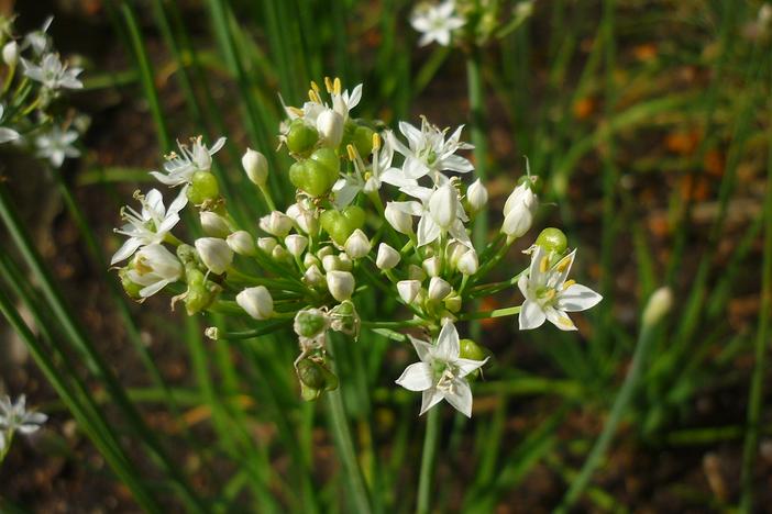 Allium tuberosum image