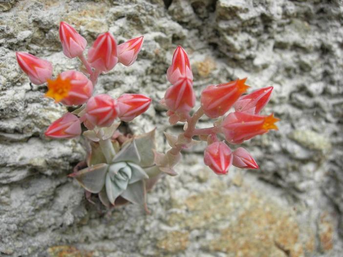Dudleya cymosa subsp. pumila image