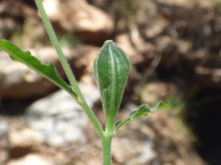 Oenothera kunthiana image