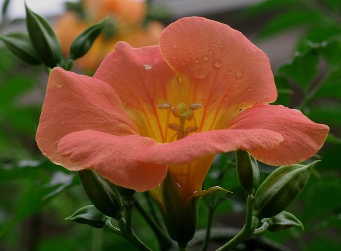 Campsis grandiflora image