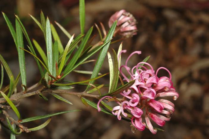 Grevillea humilis image