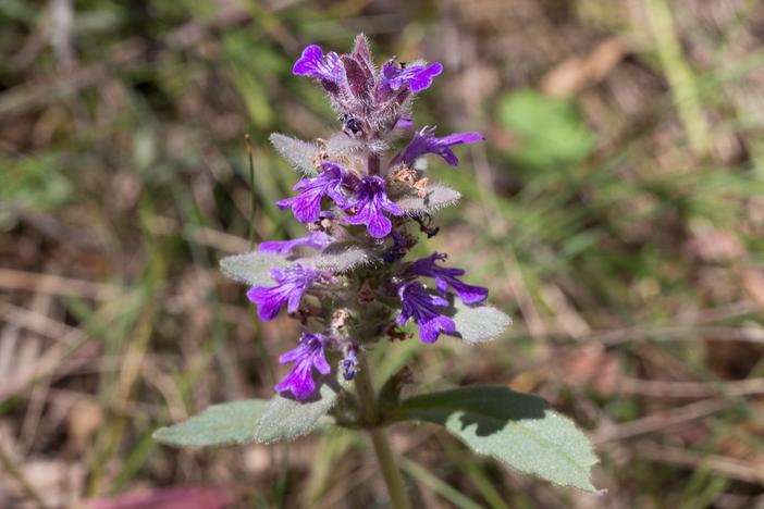 Ajuga australis image