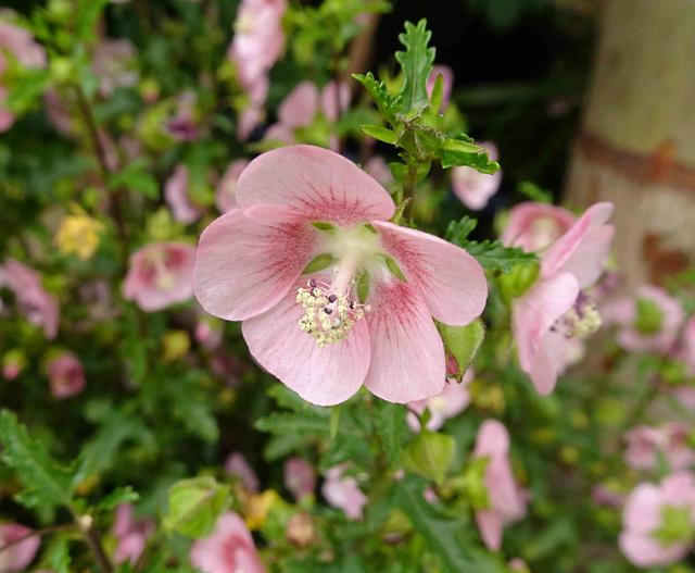 Anisodontea capensis image